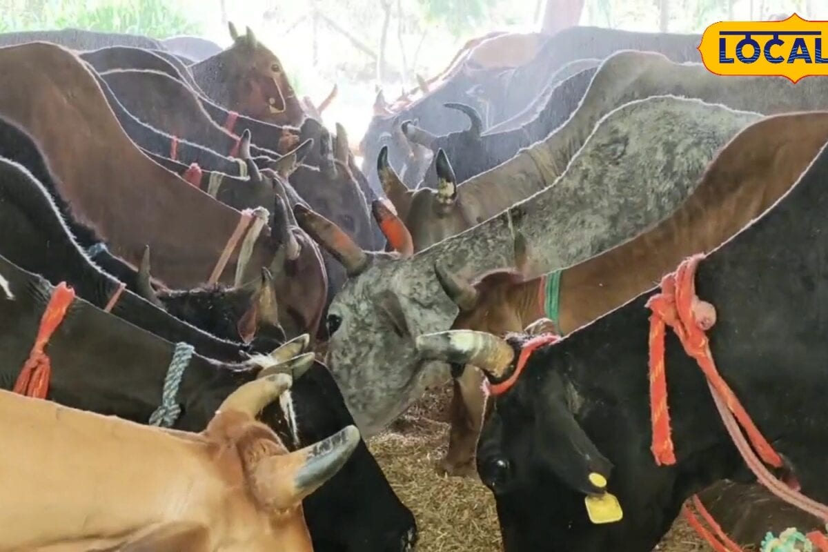 मृतक पशु को डिस्पोज करने के लिए अब नहीं होना पड़ेगा परेशान एक कॉल पर होगा समाधान जानें पूरी योजना