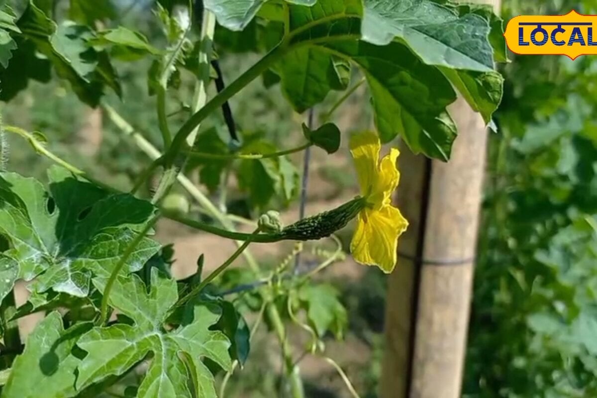 करेले की खेती में चाहते हैं बंपर कमाई तो किसान भाई ये 5 ट्रिक्स जरूर जान लें