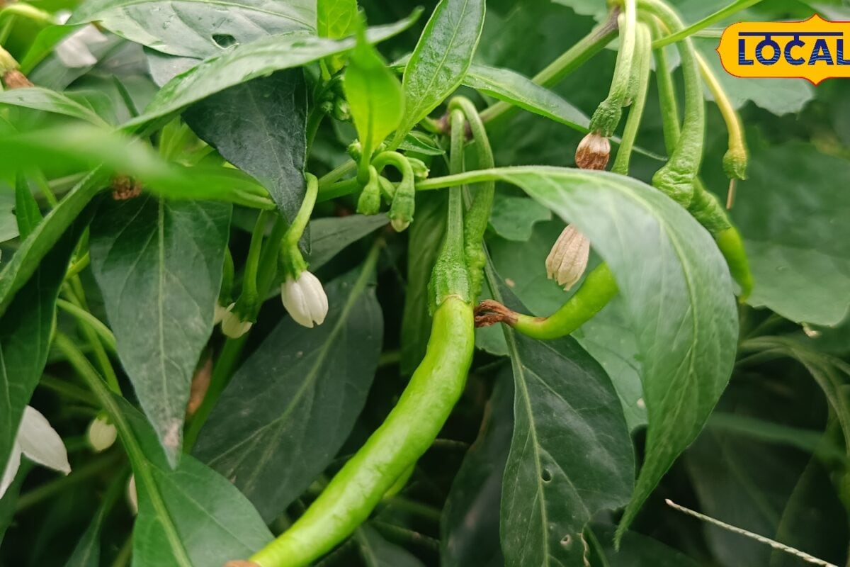 बरसात में हरी मिर्च की खेती या लॉटरी जानिए पूसा की उन 5 सीक्रेट किस्मों के नाम जो बदल देंगी किस्मत!
