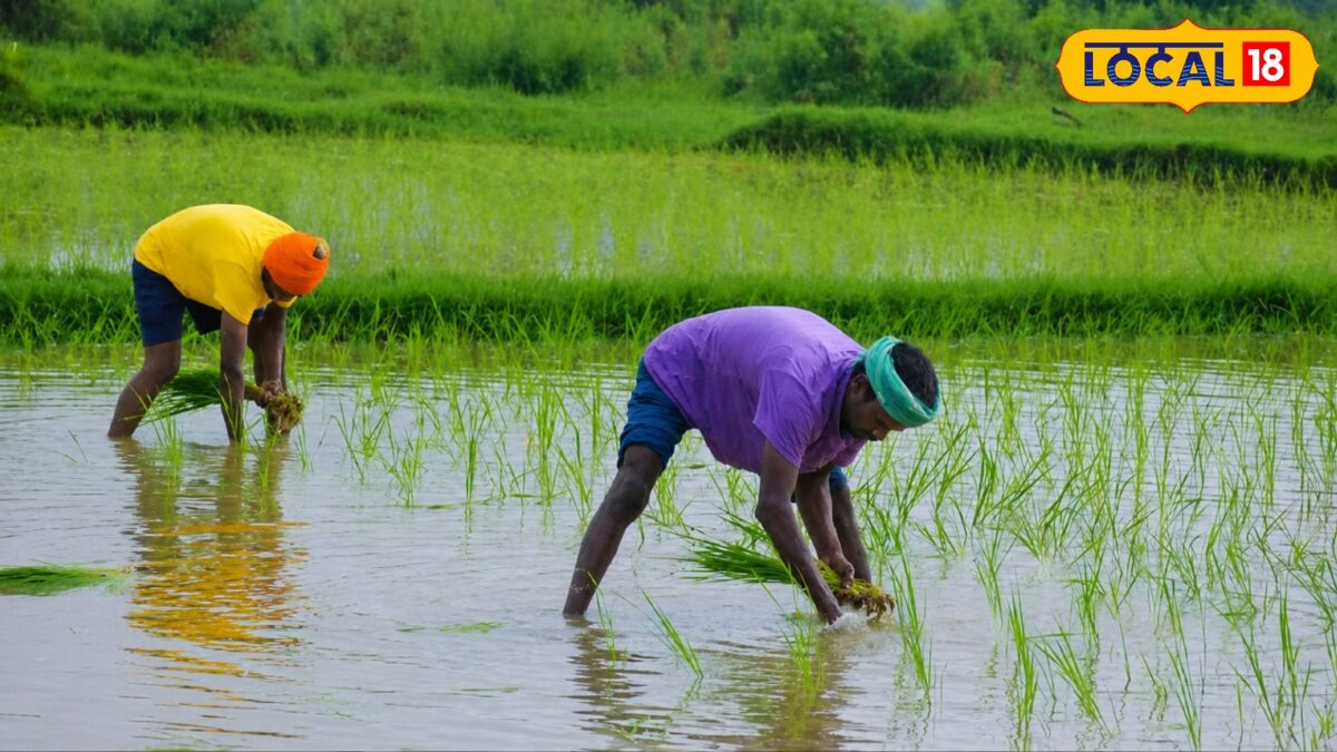 धान की रोपाई से पहले जान लें ये जरूरी बातें, छोटी सी गलती कर सकती है पूरी फसल बर्बाद धान की रोपाई से पहले जान लें ये जरूरी बातें, छोटी सी गलती कर सकती है पूरी फसल बर्बाद