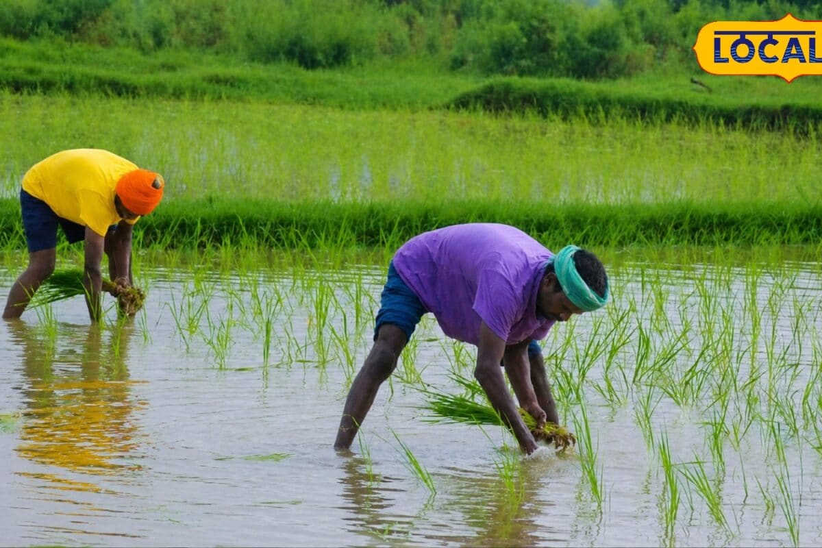 धान की रोपाई से पहले जान लें ये जरूरी बातें छोटी सी गलती कर सकती है पूरी फसल बर्बाद