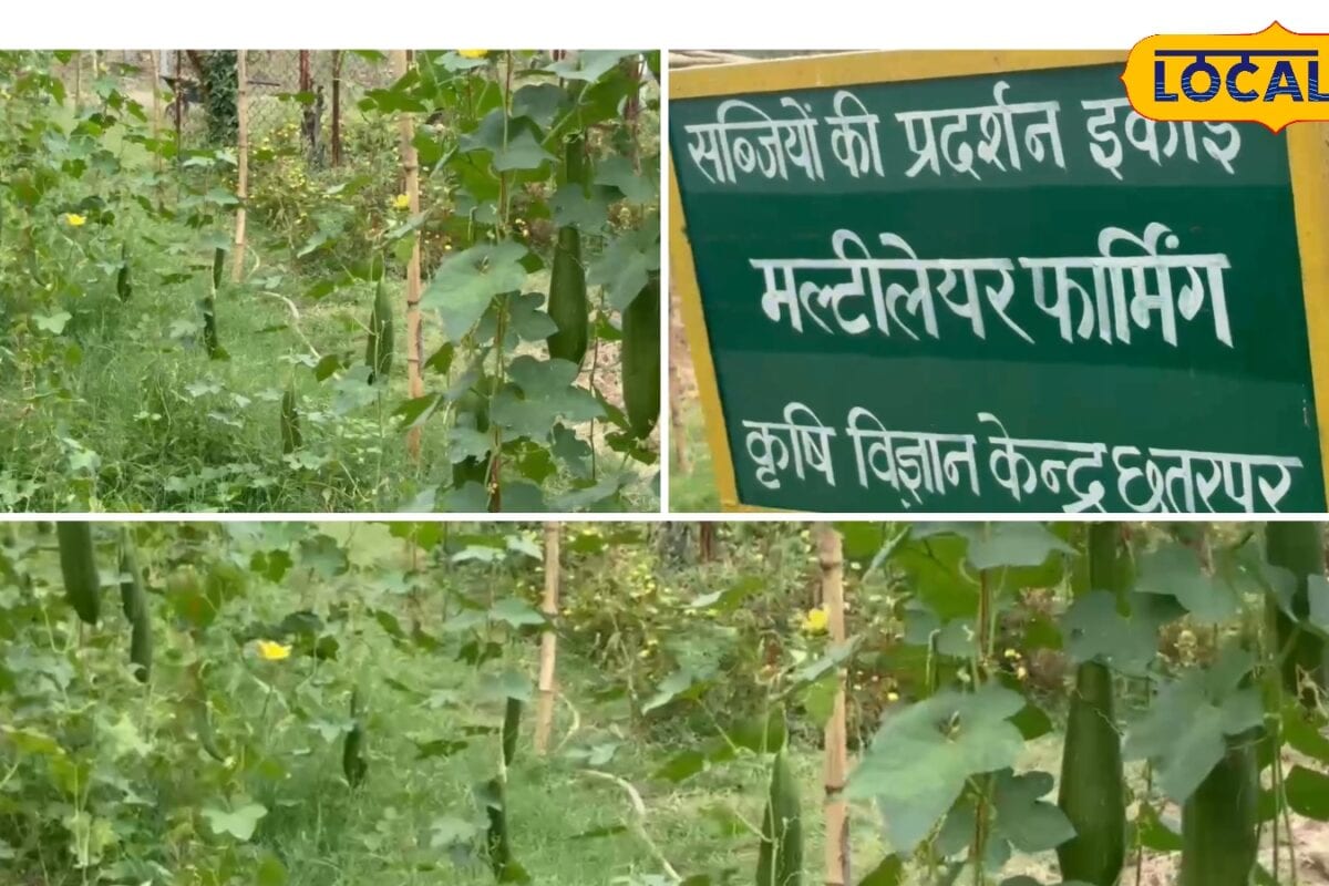 किसान भाई जुलाई में लगाएं ये सब्जियां कम खर्च में होगा डबल मुनाफा जानें मल्टीलेयर फार्मिंग के सीक्रेट्स