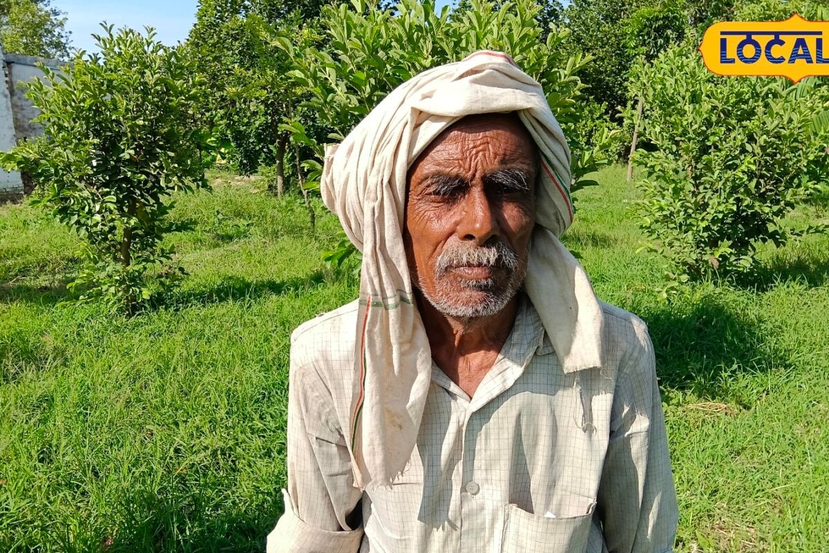 कम ऊंचाई ज्यादा फल ताइवानी अमरूद की खेती क्यों बन रही किसानों की पहली पसंद