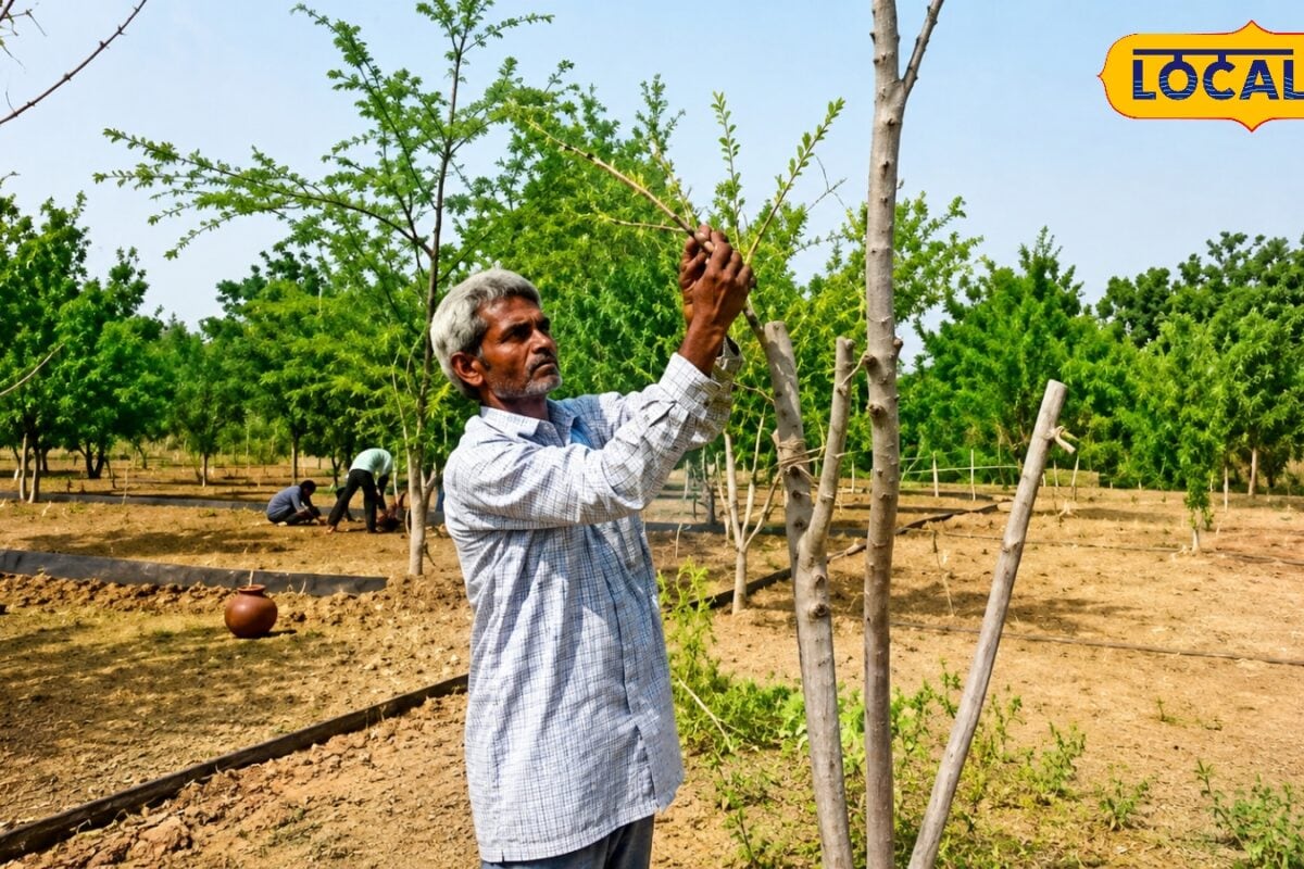 पहले आसान नहीं था सफर अब बन गए मिसाल! नागौर के किसान भंवर लाल सामरिया की आंवला खेती से हो रही शानदार कमाई