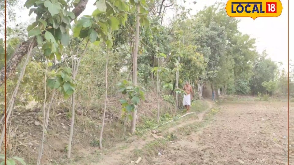 किसान ने लगाया दिमाग खेत की मेड़ को बनाया कमाई का जरिया खाली जगह पर लगाए 100 पेड़