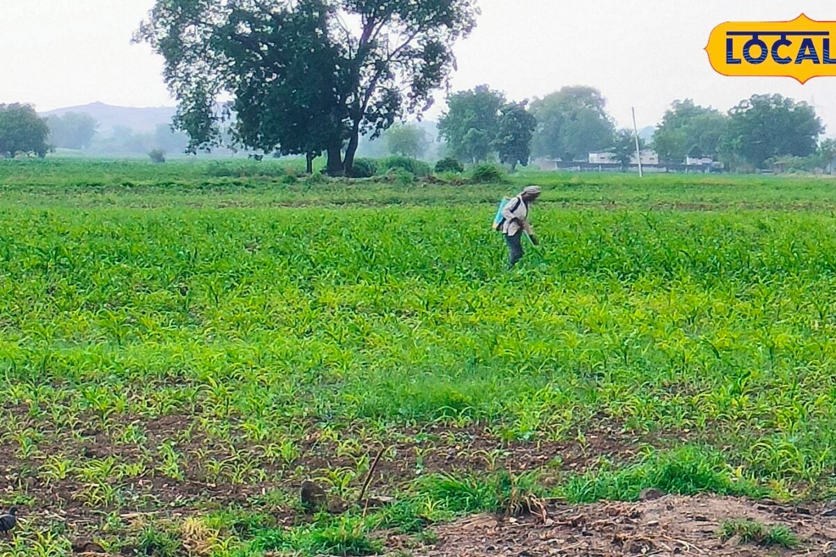 खरपतवार की दवा डालने में न करें ये गलती! एक चूक से फसल को हो सकता है भारी नुकसान