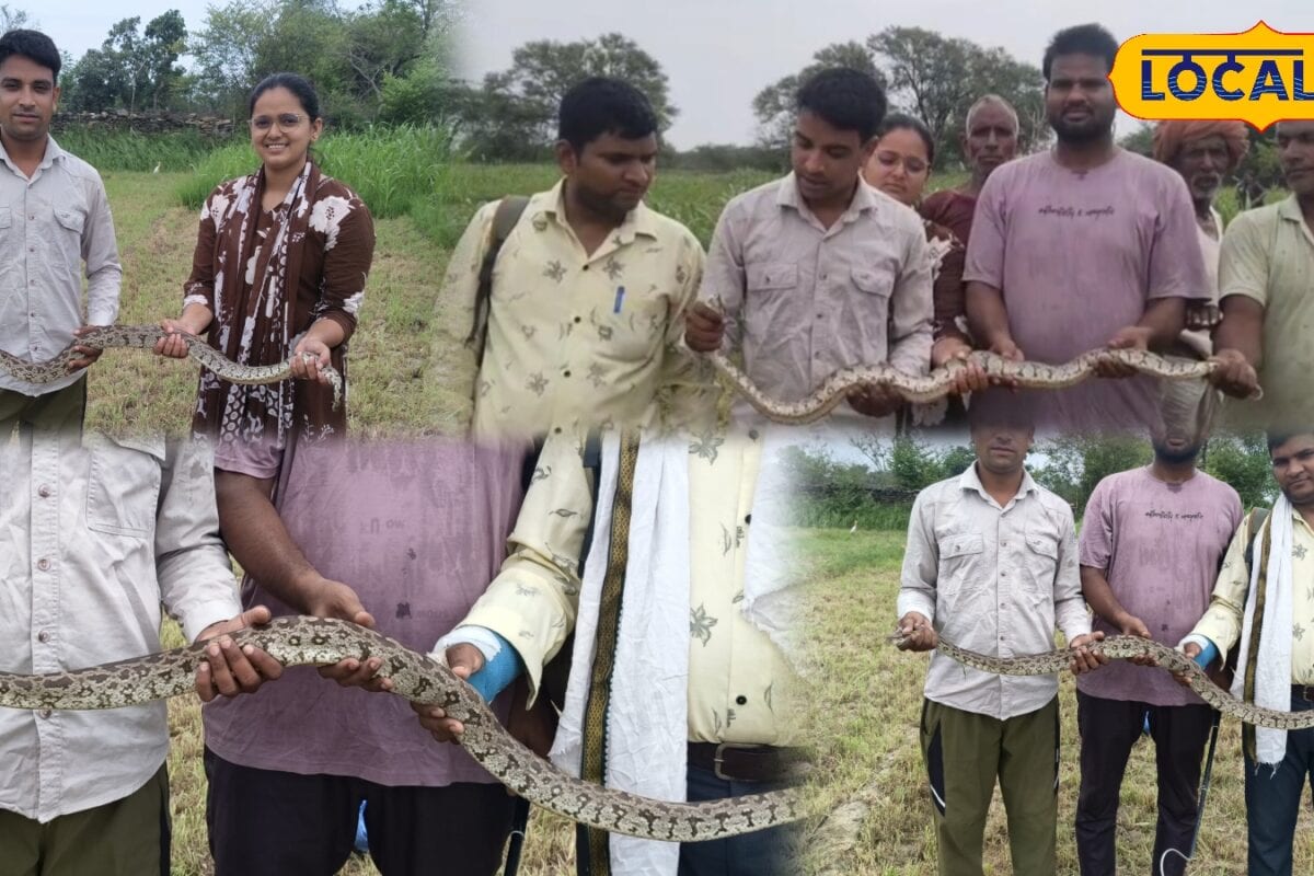 Bhilwara News : ज्वार के बीच बैठा था विशाल अजगर पास पहुंचे किसान के उड़ गए होश