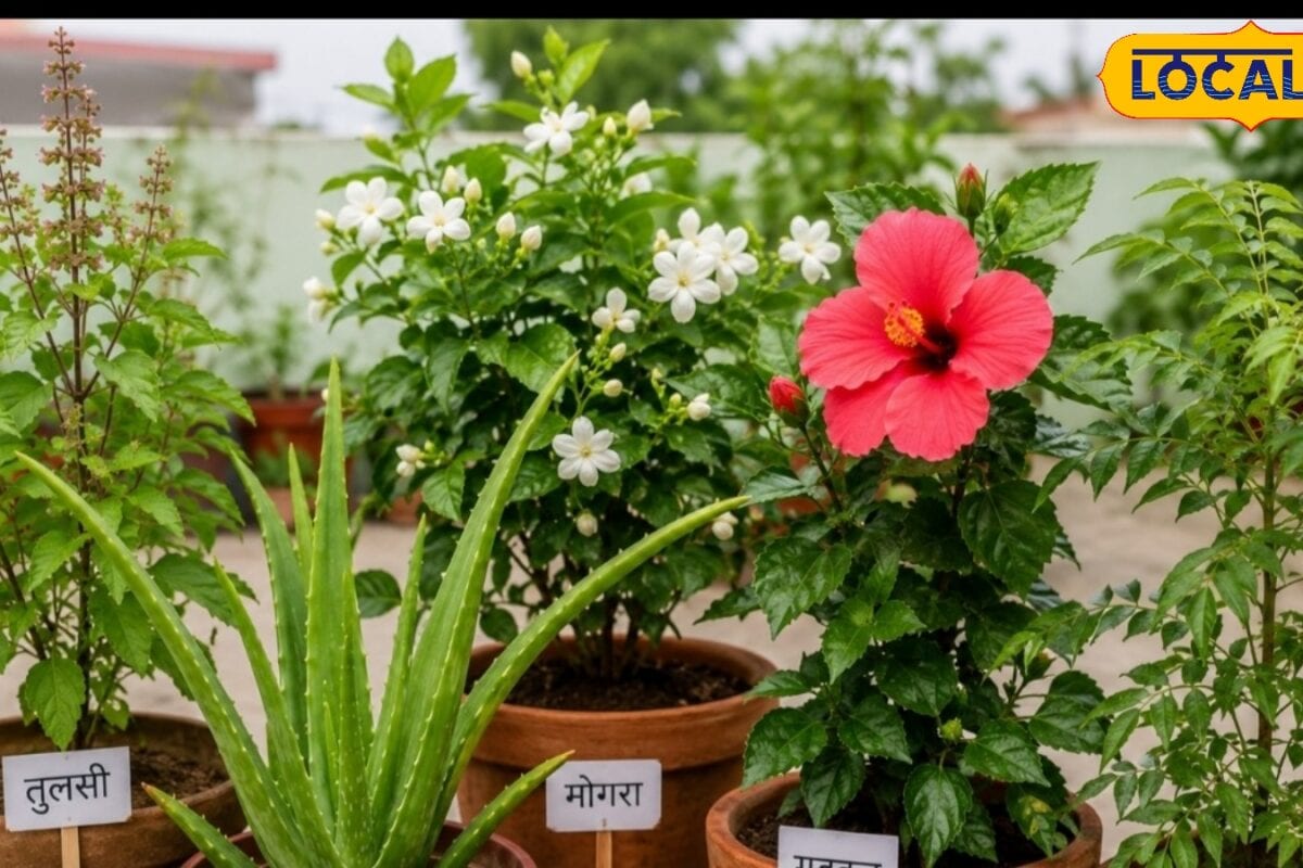 Gardening Tips : छत को बनाना चाहते हैं ग्रीन पैराडाइज मॉनसून है सबसे अच्छा समय लगाएं ये 5 पौधे