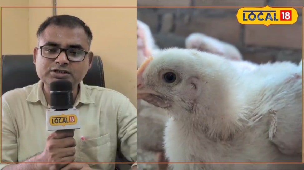 Murgi Palan Tips: मुर्गा पालन से होगी बंपर कमाई! बस फार्म शुरू करने से पहले जान लें ये नियम, कभी नहीं होगा घाटा