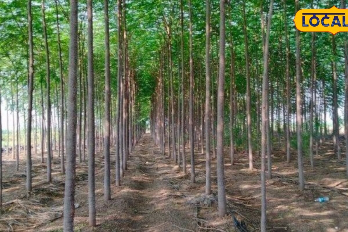 खेत में लगाइए इस वैरायटी का नीम पेड़ 12 साल में करोड़ों की कमाई! एक पेड़ देगा तीन बार मुनाफा