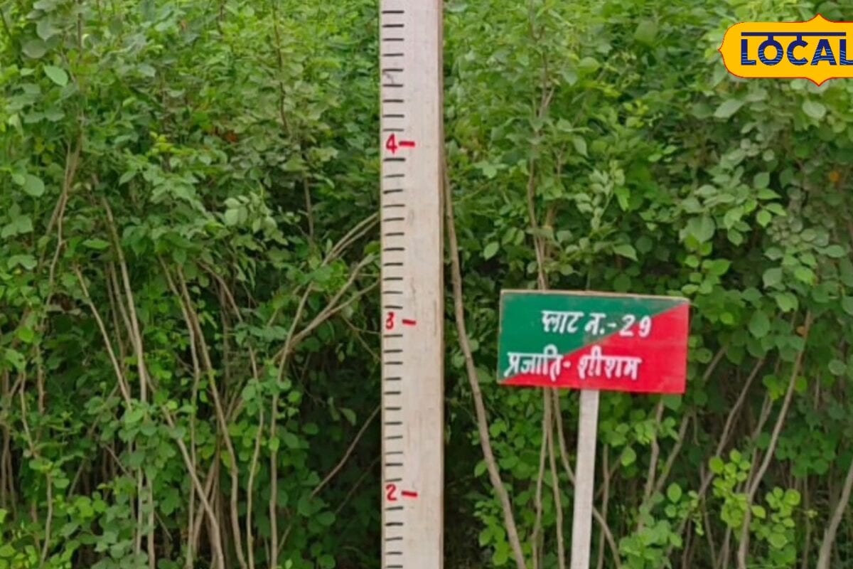 मेरठ में किसानों को बागवानी के लिए उद्यान विभाग से मिलेंगे फ्री में जामुन अमरूद आम के फलदार पौधे यहां करें संपर्क