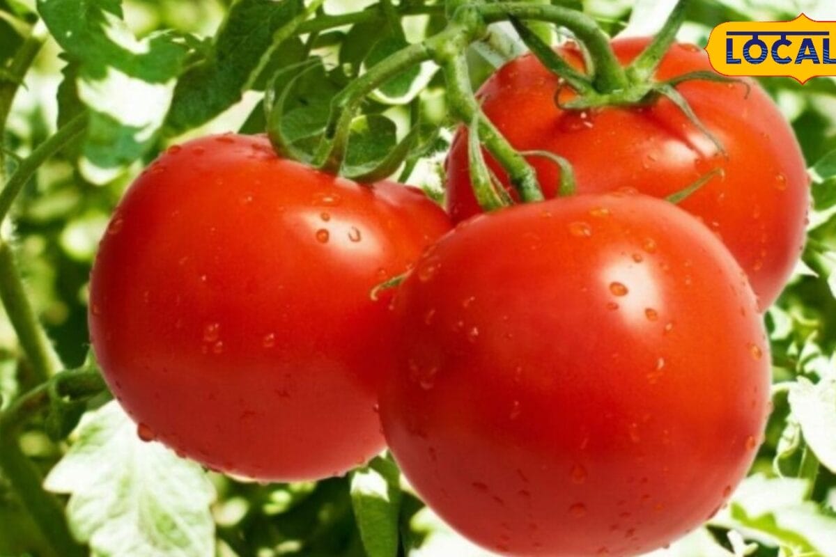 बारिश में टमाटर से होगी तगड़ी कमाई! लेकिन भूलकर भी न करें ये 3 बड़ी गलतियां