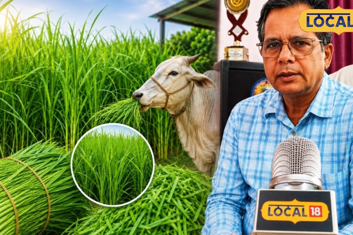 सुल्तानपुर में नैपियर घास उत्पादन के लिए लाभार्थियों का होगा चयन फ्री में मिलेगा गांठ 4 हजार रुपये की सहायता करें आवेदन
