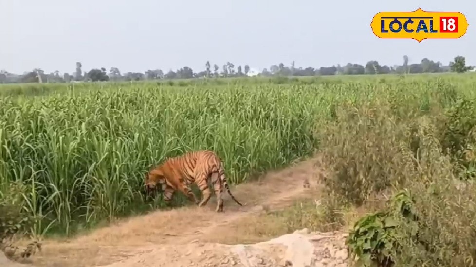 लखीमपुर में बाघ-तेंदुए का बढ़ता आतंक एक महीने में 3 मौतें खेतों में जाने से डर रहे किसान जाने से पहले करें ये काम