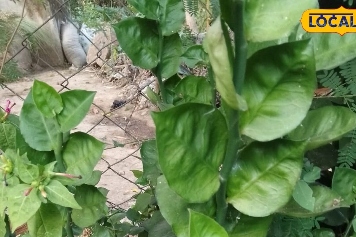 बरसात में घर में निकल रहे हैं सांप गार्डन में लगाइए ये खास पौधे दूर रहेंगे जहरीले मेहमान