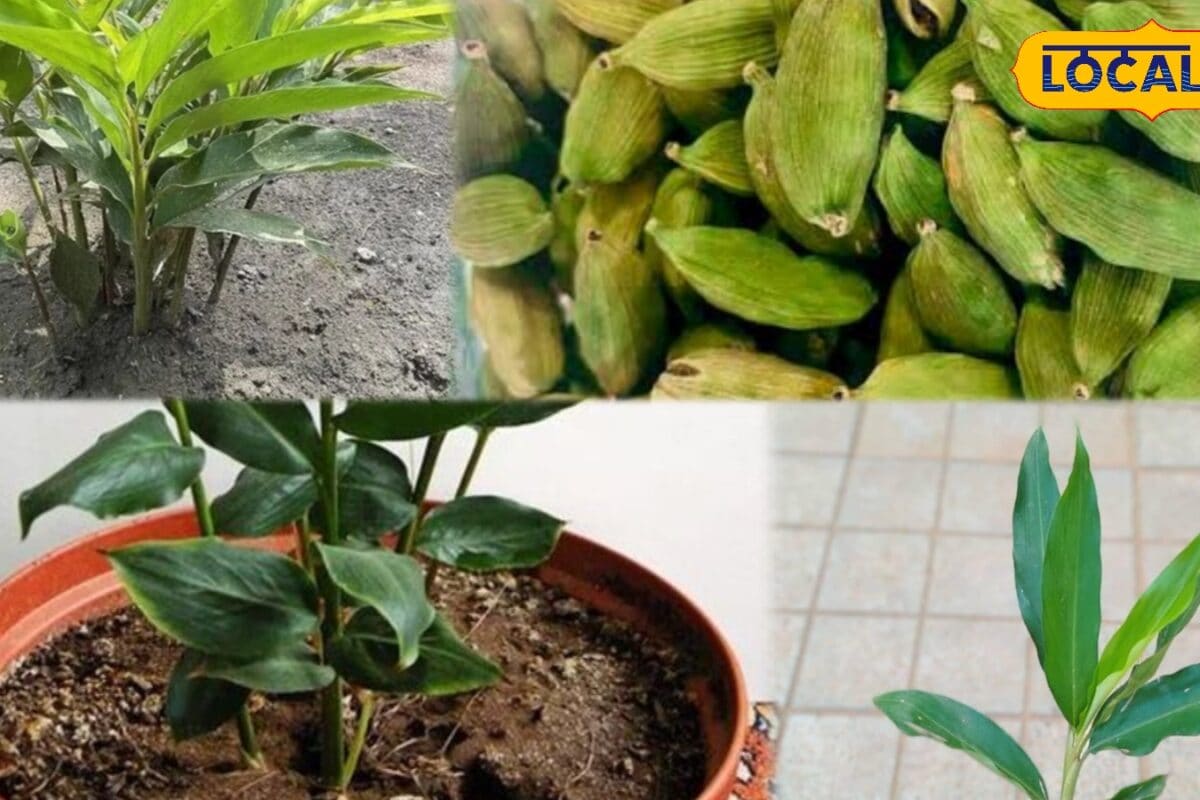 Gardening Tips: बाहर से खरीदेने की झंझट खत्म घर के छोटे से गमले में उगाएं इलायची का पौधा! जानें पूरा प्रोसेस
