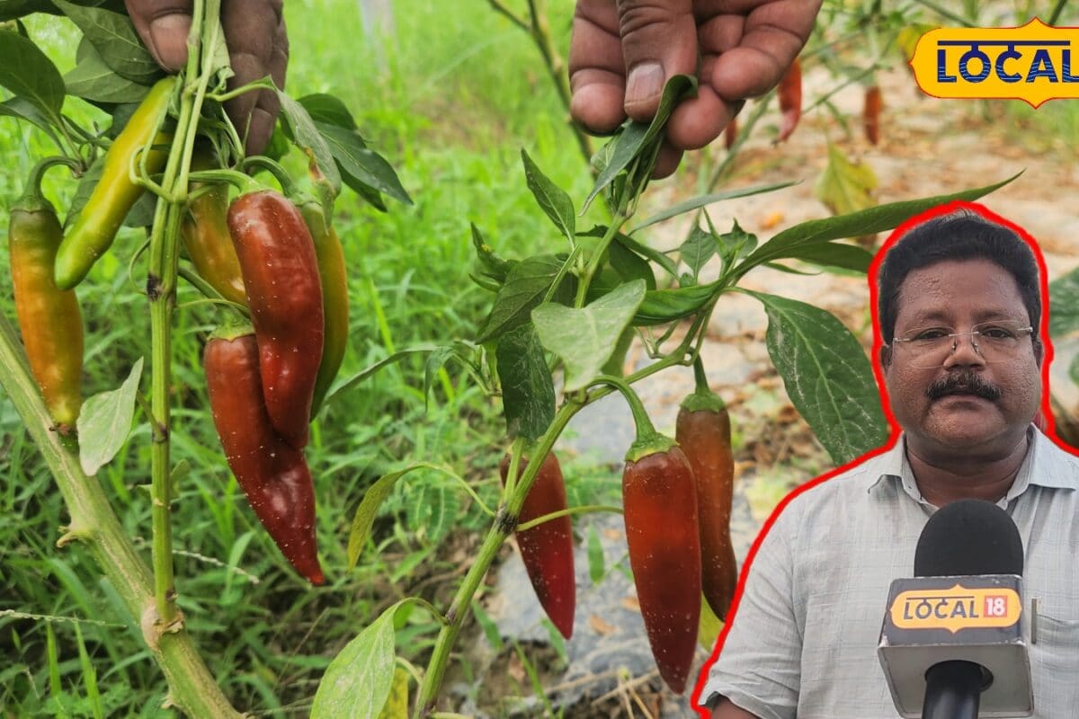धान-गेहूं छोड़ करें अचारी मिर्च की खेती कृषि वैज्ञानिक ने बताया लाखों कमाने का तरीका