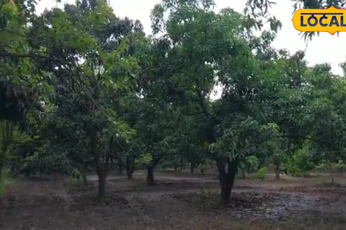 बारिश में आम के पेड़ों को एन्थ्रेक्नोज डाइबेक और गुच्छा रोग से कैसे करें बचाव एक्सपर्ट ने सुझाया