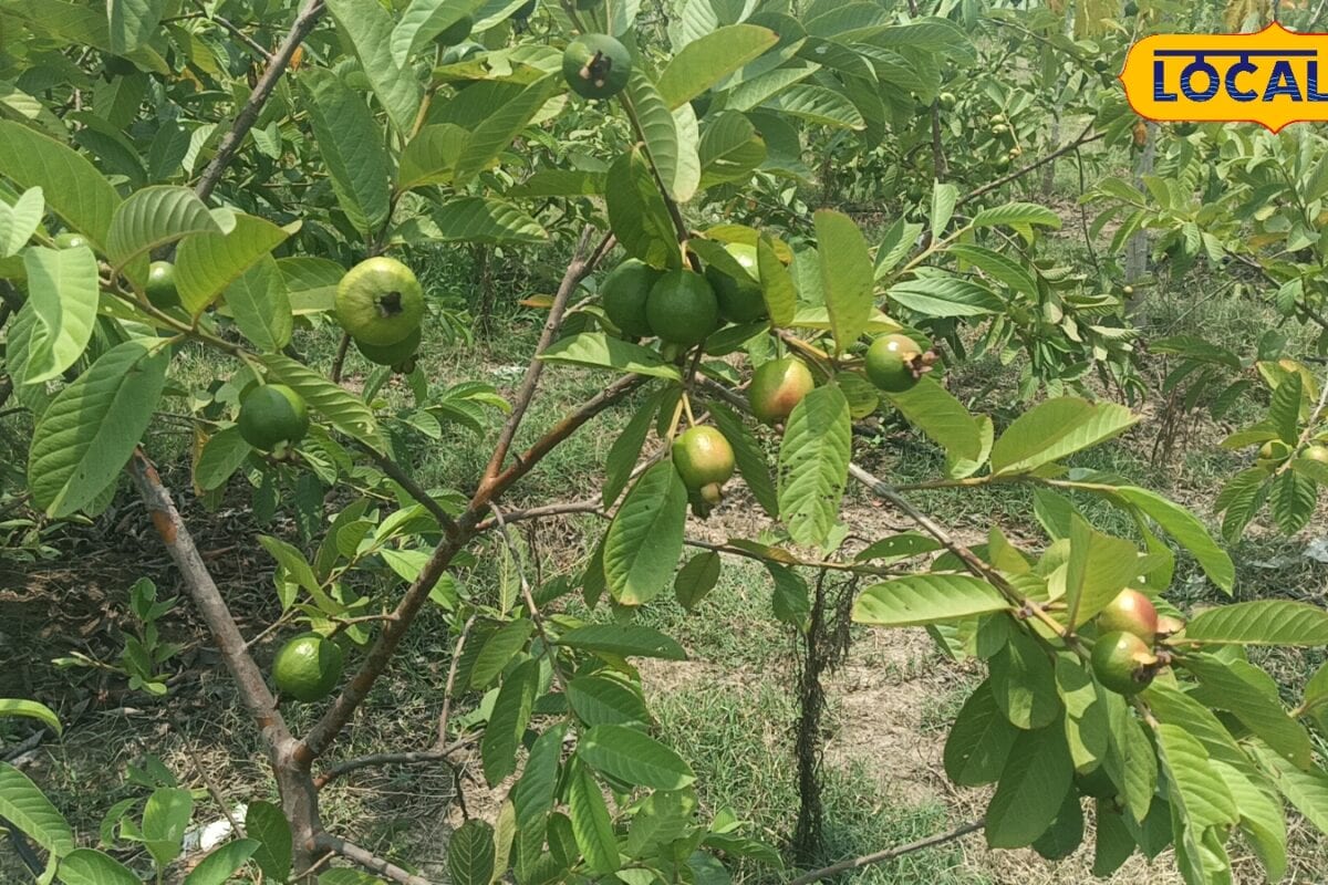 अमरूद की खेती से हर साल 12 लाख की कमाई, किसान से जानें बंपर पैदावार के आसान टिप्स