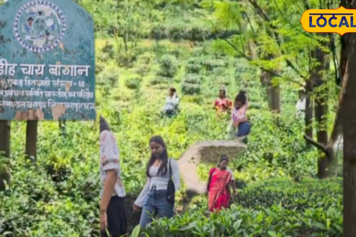 जशपुर की हर्बल ब्लैक टी बनेगी नई पहचान स्वाद के साथ सेहत का भी मिलेगा फायदा