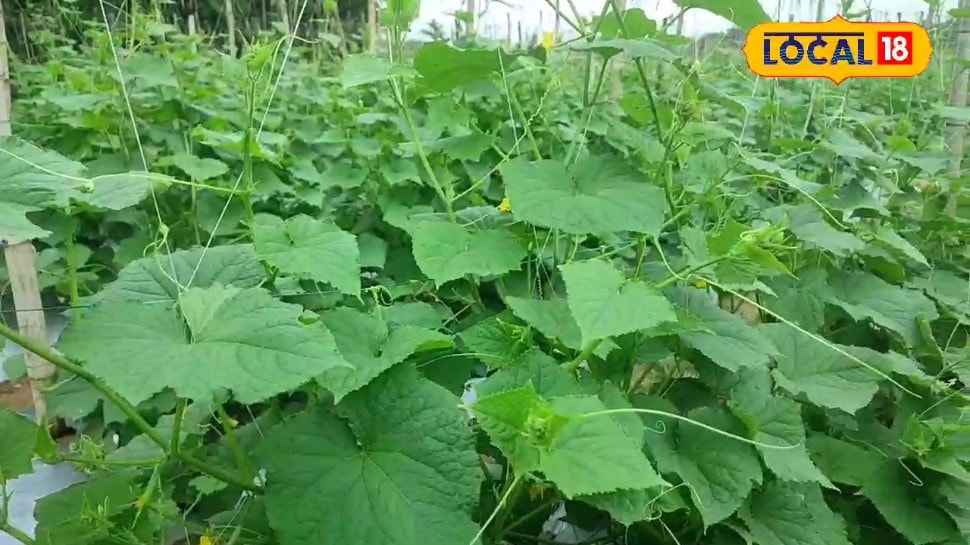 सिर्फ 60 हजार लगाएं 3 लाख तक कमाएं! गर्मियों में इस फसल की जबरदस्त डिमांड किसानों की बदल जाएगी किस्मत