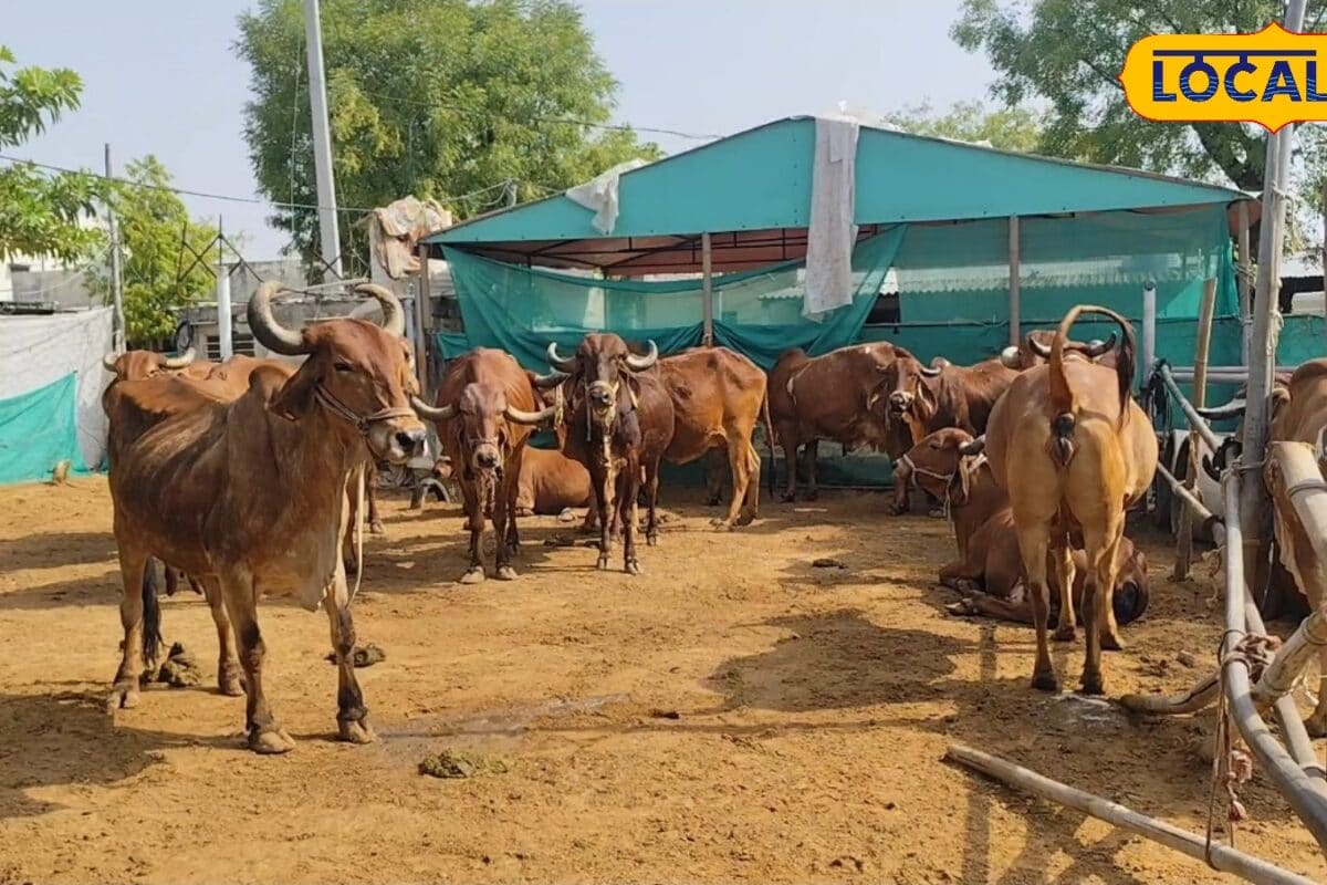 कहीं आपके पशु भी तो नहीं हैं इस खतरनाक बुखार की चपेट में मानसून में दिखें ये संकेत तो तुरंत करें इलाज