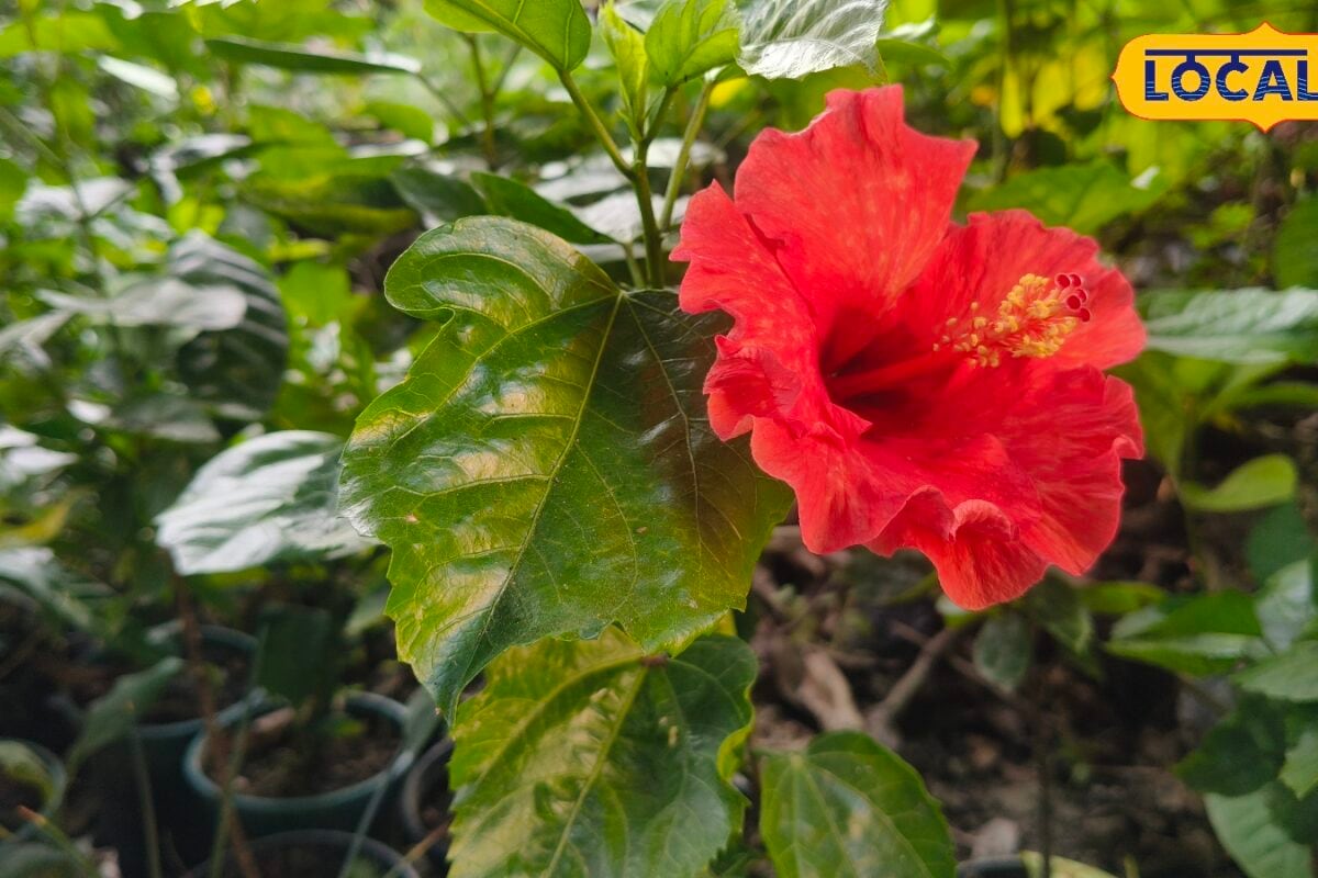 बरसात में रंग-बिरंगे फूलों से खिल उठेगा घर, जल्दी से तैयार हो जाते हैं ये 5 पौधे