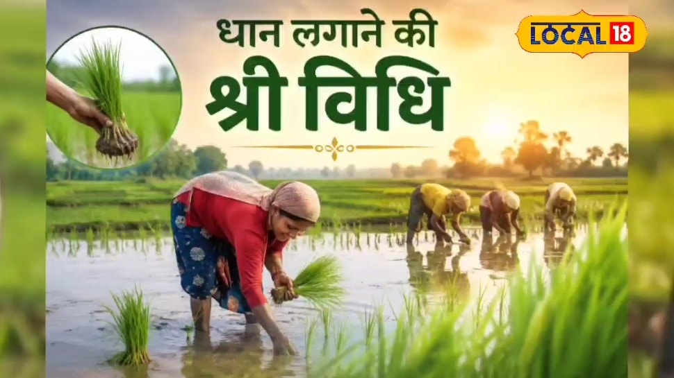 धान की खेती में अपनाएं SRI तकनीक कम बीज में ज्यादा पैदावार और बढ़ेगा मुनाफा