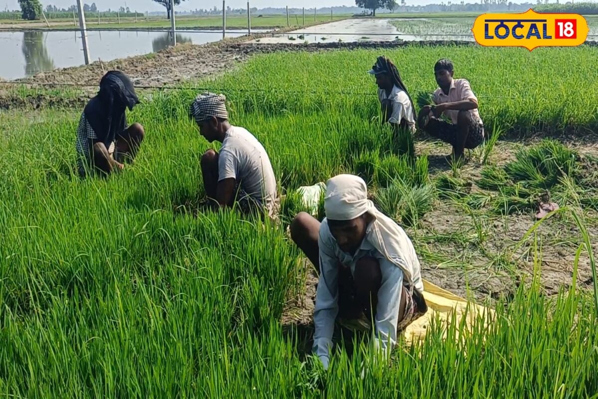 Paddy Farming: धान की पौध उखाड़ने से पहले क्यों जरूरी है यह एक काम वैज्ञानिकों ने दी बड़ी चेतावनी वरना सूख जाएगी फसल!