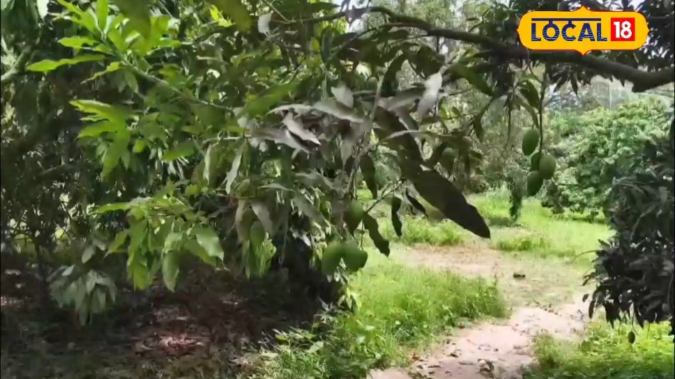 जुलाई में आम के पेड़ों की करें देखभाल छंटाई खाद और सफाई से पाएं अगले साल बंपर पैदावार ये हैं छह प्रमुख तरीके