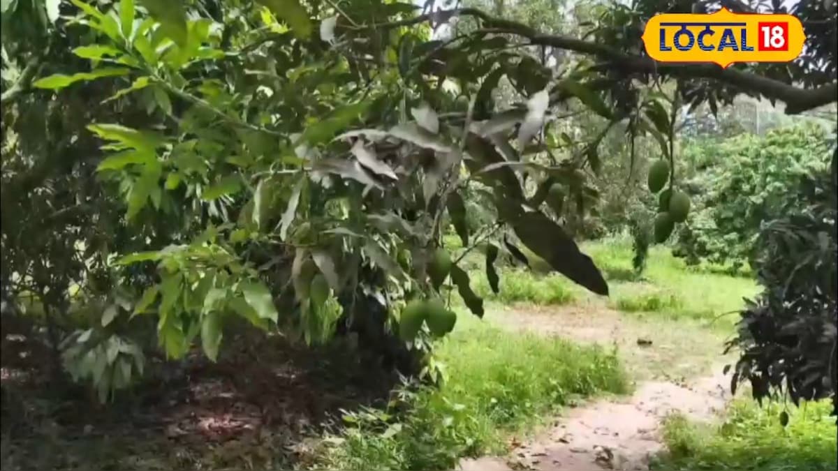जुलाई में आम के पेड़ों की करें देखभाल, छंटाई, खाद और सफाई से पाएं अगले साल बंपर पैदावार, ये हैं छह प्रमुख तरीके जुलाई में आम के पेड़ों की करें देखभाल, छंटाई, खाद और सफाई से पाएं अगले साल बंपर पैदावार, ये हैं छह प्रमुख तरीके