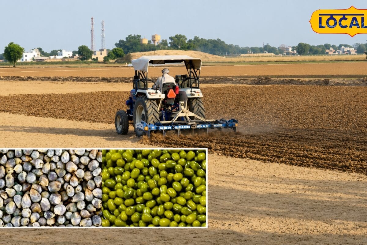 Agriculture News: मानसून बना किसानों के लिए वरदान! नागौर में मूंग-बाजरे की रिकॉर्ड बुवाई खेतों में लौट आई रौनक