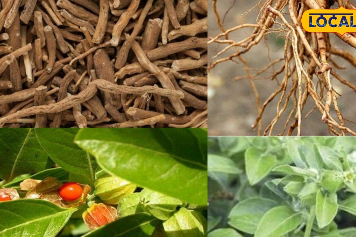 कम लागत तगड़ा मुनाफा! खरीफ के बाद करें अश्वगंधा की खेती दवा कंपनियां खरीदती हैं फसल