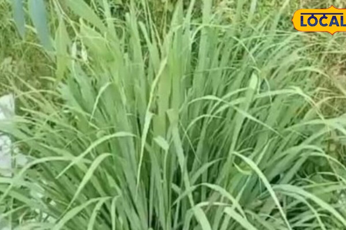 मुरादाबाद में लेमनग्रास की खेती किसानों के लिए लाभदायक कम लागत में अधिक मुनाफा तेल चाय व दवाओं में बढ़ती मांग