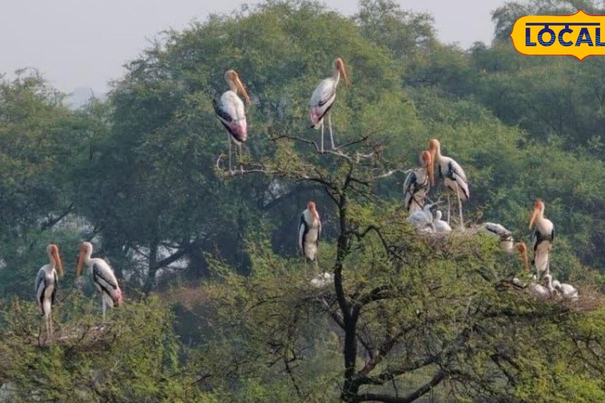 रेगिस्तान में प्रकृति का चमत्कार! नागौर के वेटलैंड्स बने हजारों पक्षियों का नया आशियाना देखकर रह जाएंगे हैरान
