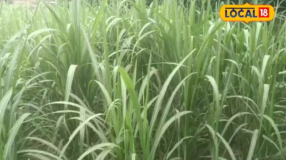 गन्ने की यह किस्म बदल देगी किसानों की किस्मत! प्रति एकड़ 500 क्विंटल तक उपज चीनी मिलों में भारी मांग