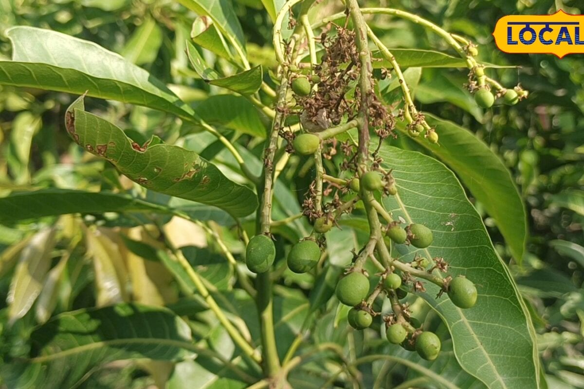 सालों भर आम की चटनी खाने के हैं शौकीन? घर पर लगाएं यह खास वैरायटी, ऑफ सीजन में होता बंपर फलन