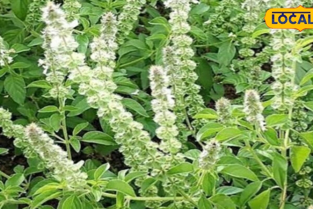 वन तुलसी के औषधीय गुण सर्दी खांसी त्वचा रोग ब्लैक फंगस की समस्याओं में फायदेमंद एक्सपर्ट ने बताया