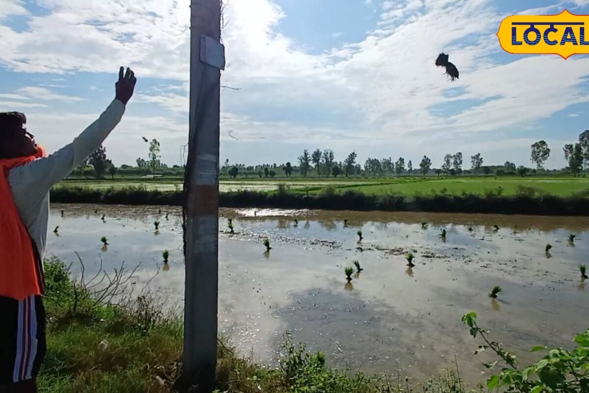 15 साल से नहीं बदली धान की यह किस्म किसान को हर सीजन करा रही तगड़ी कमाई