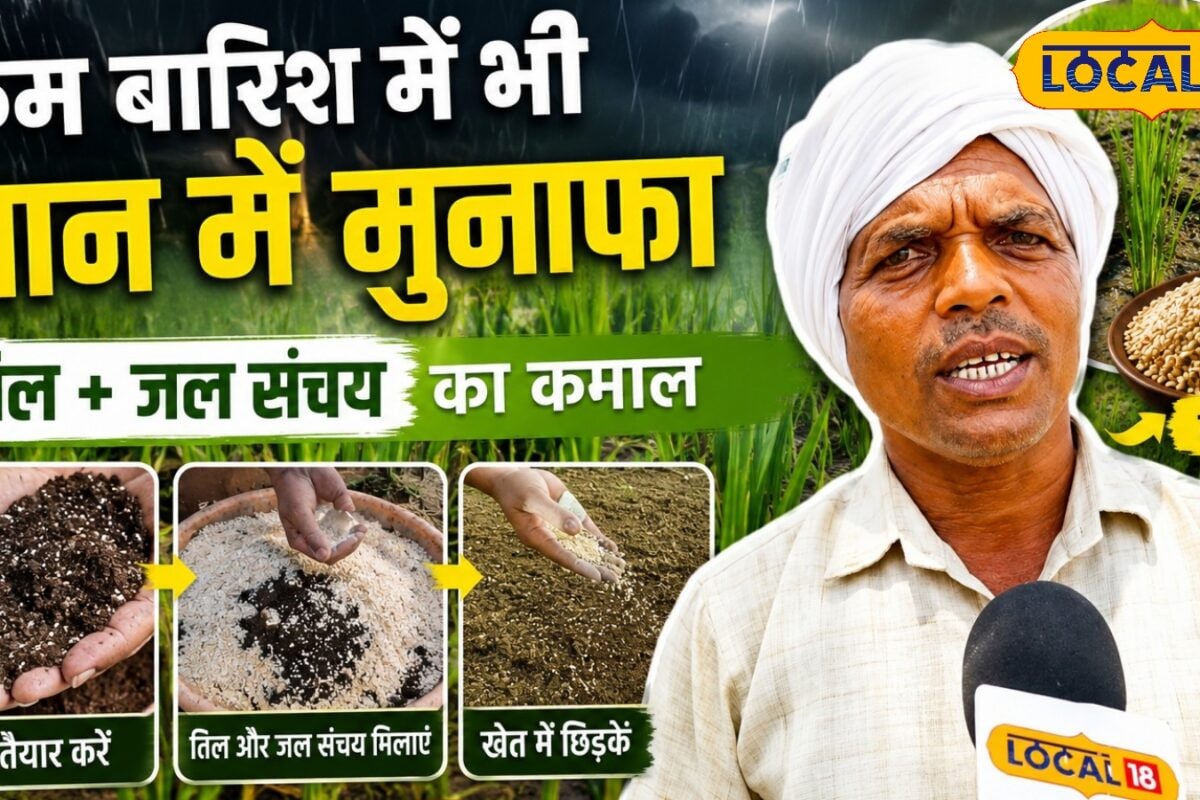 कम बारिश में भी नहीं होगा नुकसान धान के साथ करें तिल की खेती किसानों को होगा डबल कमाई