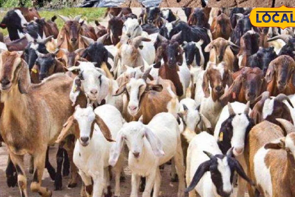 मथुरा वेटरनरी कॉलेज में 50 रुपये में बकरियों का कृत्रिम गर्भाधान अच्छी नस्ल से बढ़ेगा मुनाफा