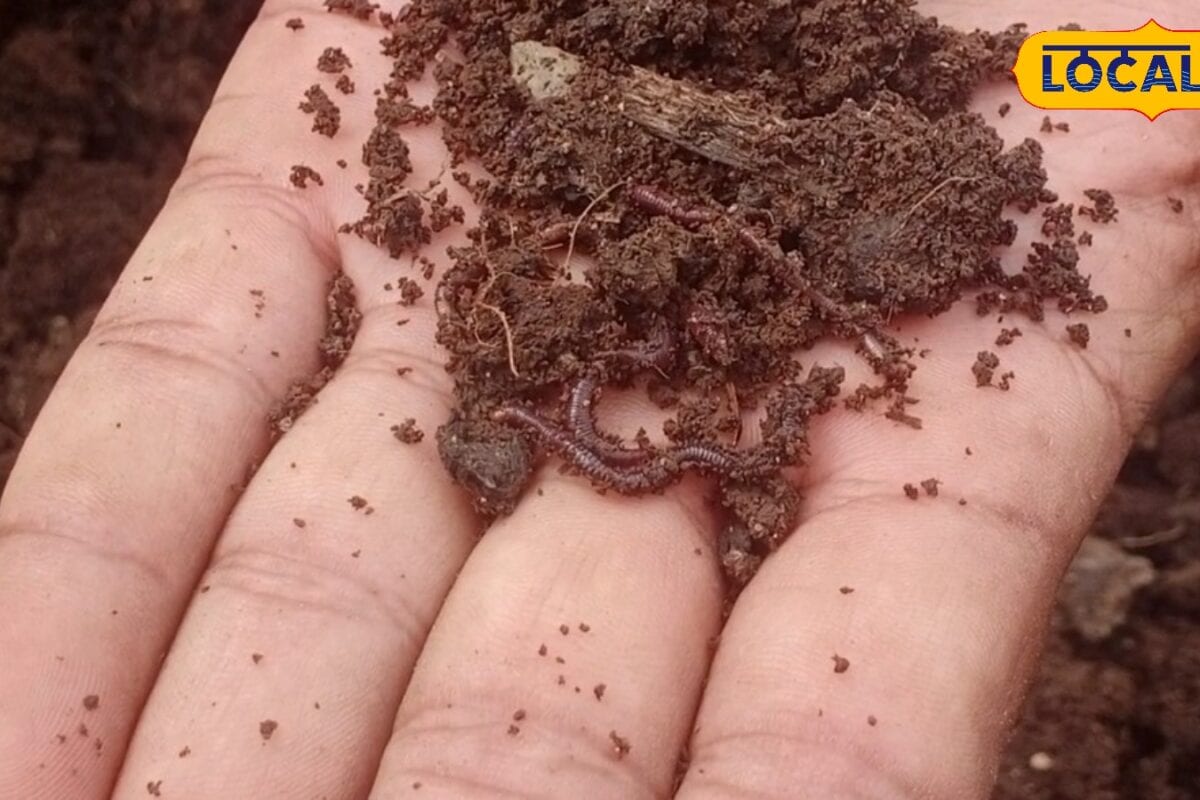 Agriculture : मानसून में केंचुआ खाद बनाने वाले किसान सावधान! ये गलती हुई तो मर जाएंगे केंचुए होगा बड़ा नुकसान