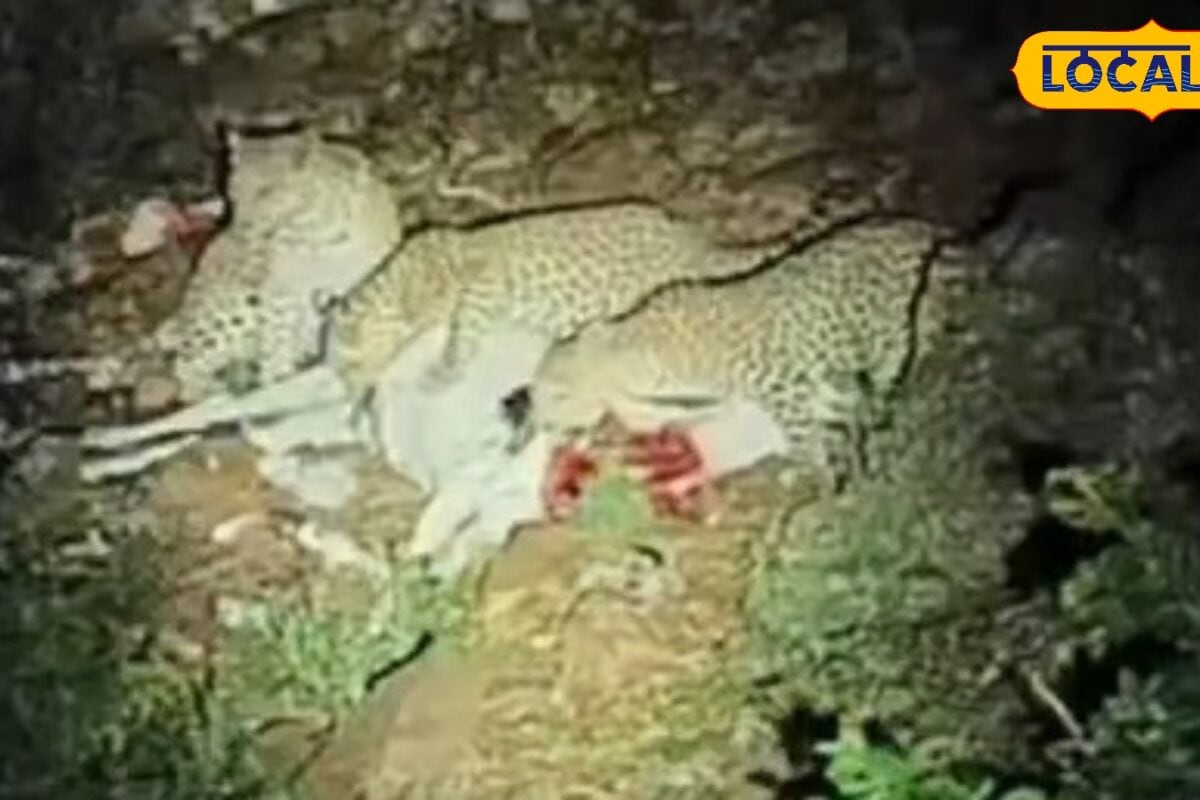 Alwar News: सरिस्का में भर्तृहरि धाम के पास दिखे 3 पैंथर बकरी का शिकार करते देख सहमे श्रद्धालु