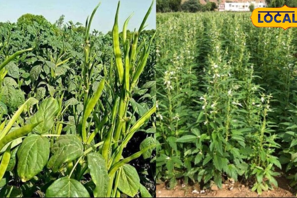 Farming Tips: एक छोटी सी गलती घटा सकती है उत्पादन! बुवाई का सही समय और प्रति हेक्टेयर बीज की सही मात्रा जानें