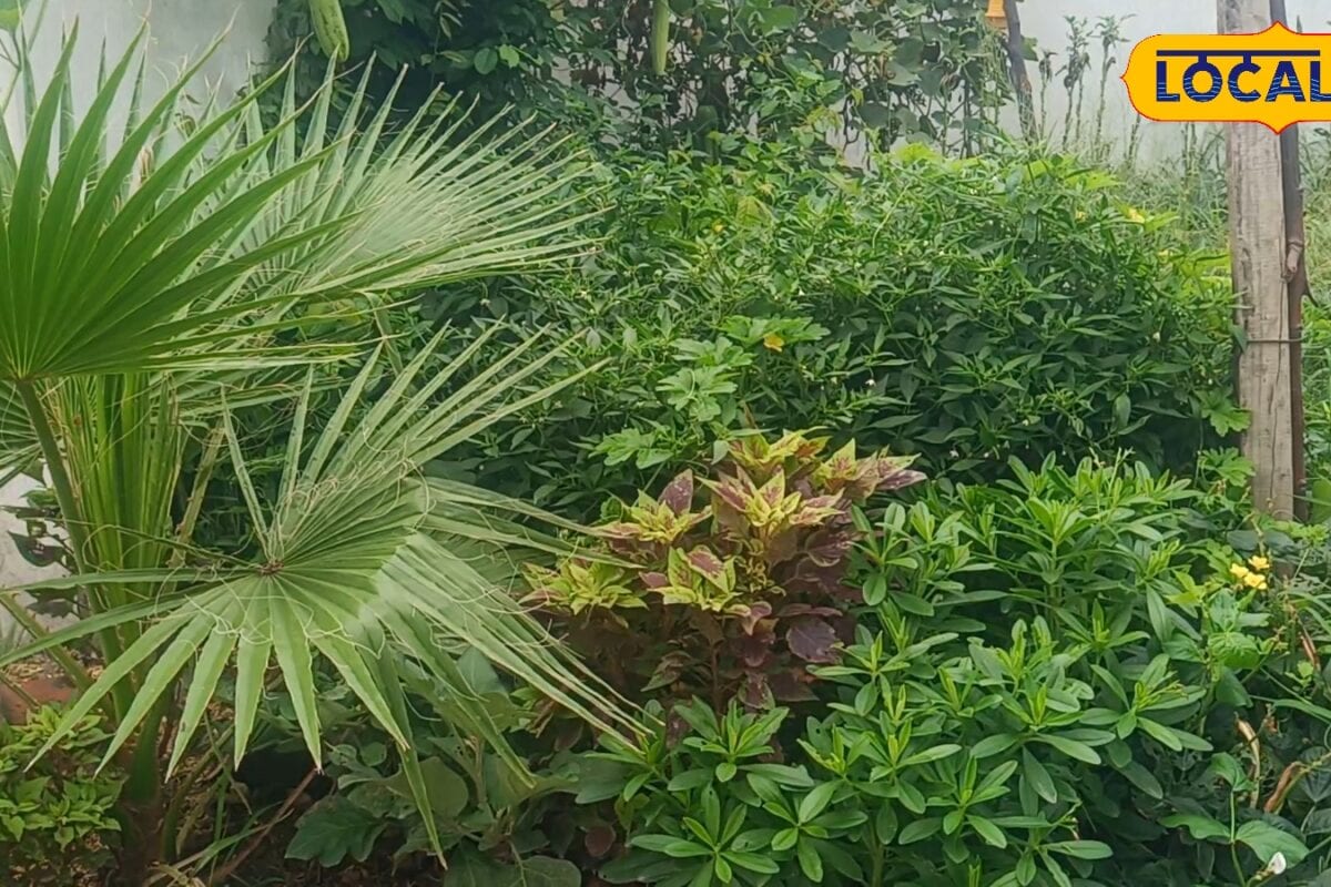 सावधान! क्या आप भी अपने पौधों को दे रहे हैं धीमा जहर इस बड़ी लापरवाही से उजड़ सकती है आपकी क्यारी!