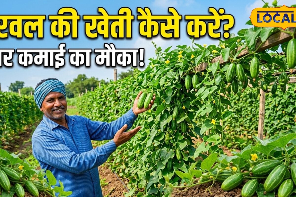 Parwal ki kheti: किसान हो या व्यापारीसिर्फ 90 दिनों में जेबें भर देगी यह सब्जी! जुलाई से ऐसे करें खेती