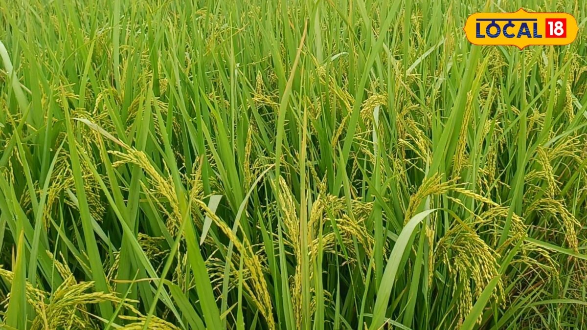बालियां आएंगी, लेकिन दाने नहीं…बासमती धान को चौपट कर देगा झंडा रोग, आप भी तो नहीं कर रहे ये गलती?