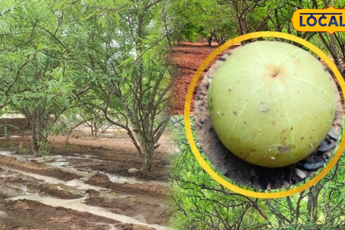 Agriculture Tips: एक बार पौधे लगाने के बाद सालों तक होगी जबरदस्त कमाई आंवला की खेती में इन बातों का रखें ध्यान