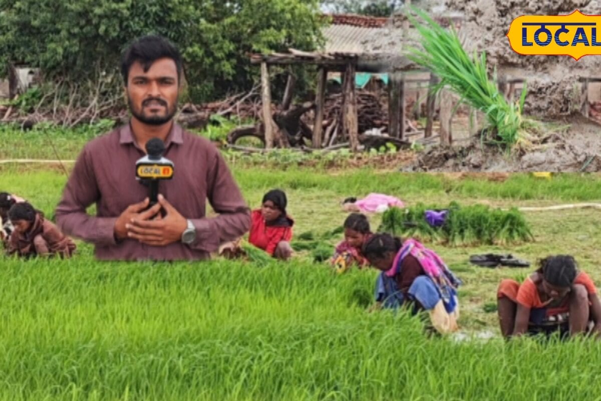 सरगुजा में आज भी जिंदा है धान रोपाई की पारंपरिक थरहा विधि जानिए इसकी खासियत