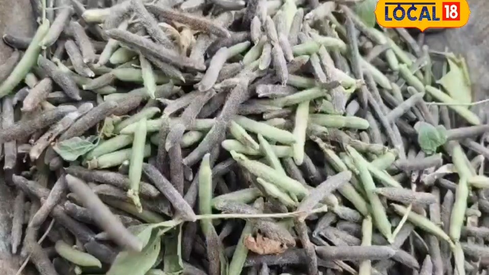 उड़द की बुवाई कब और कैसे करें कृषि वैज्ञानिक ने बताए बेहतर पैदावार के तरीके